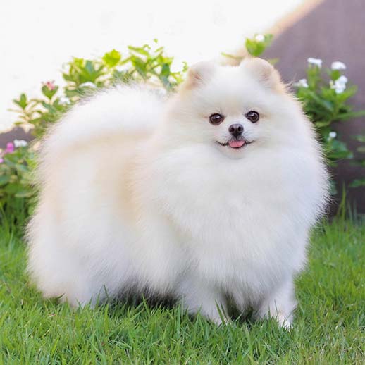 Lulu da Pomerânia - Spitz Alemão Creme Sable