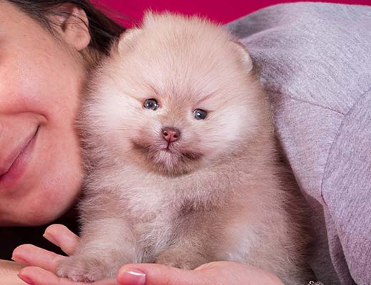 Você sabia que um cão castrado vive muito mais?