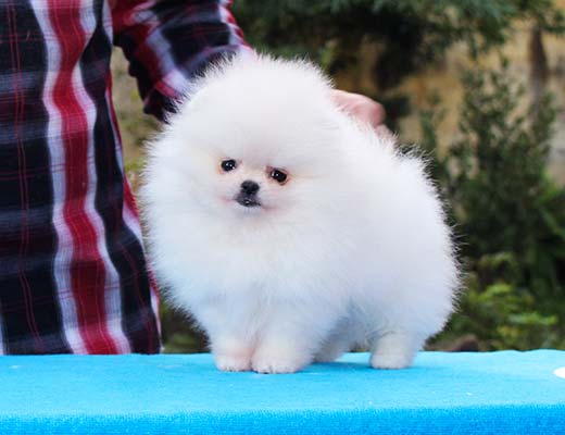 O lulu da pomerânia pode latir muito, quando mal educado