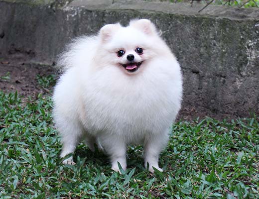 Algumas frutas podem fazer muito bem para seu cão