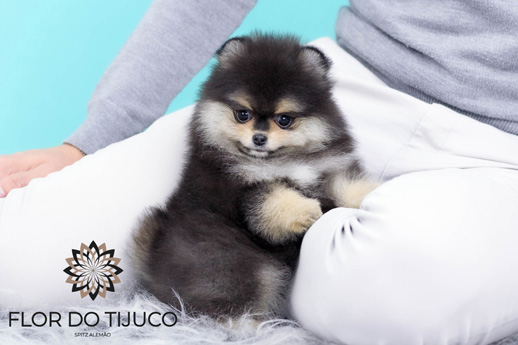 lulu da pomerania macho