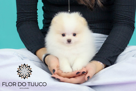 lulu da pomerania branco