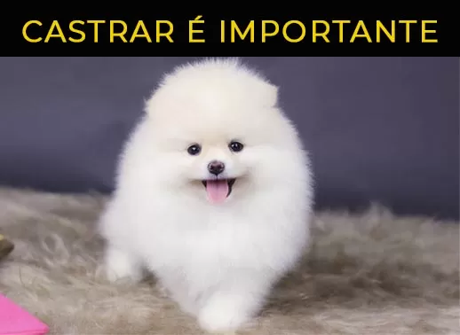 Cão Lulu da Pomerânia Cor Branca Madureira - Lulu da Pomerânia Branco Fêmea  - Pet Shop Flor do Tijuco
