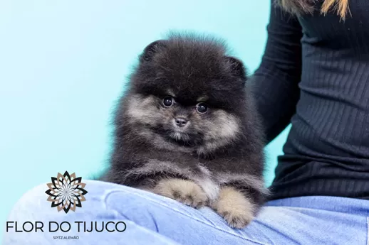 Filhote Macho Spitz Alemão Lulu Da Pomerânia Black And Tan