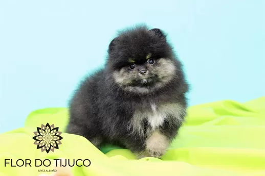 Lulu da Pomerânia Preto e Branco - Pet Shop Flor do Tijuco