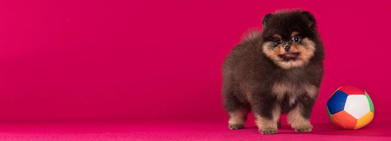 lulu da pomerania blacktan