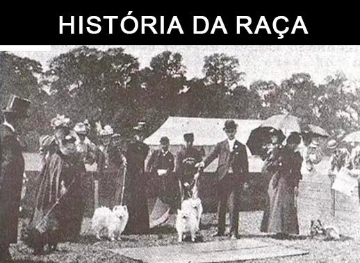 historia da raça spitz alemão