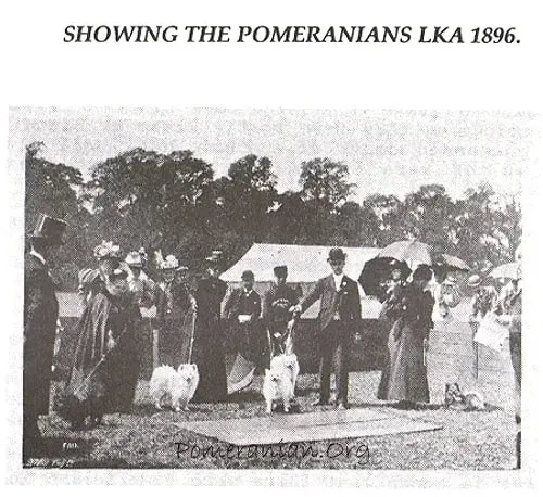 historia lulu da pomerania
