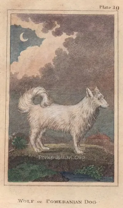 historia spitz alemão