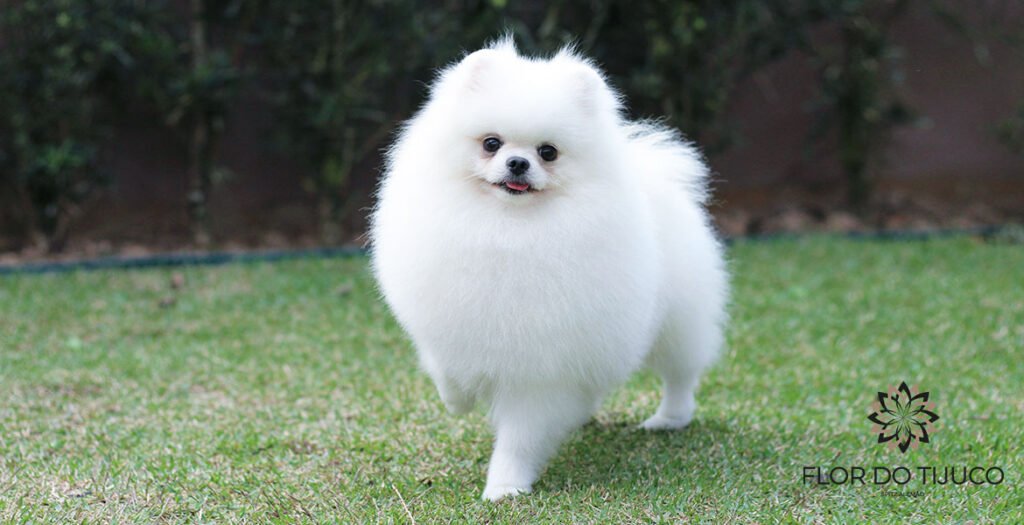 lulu da pomerania branco