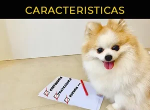 caracteristicas spitz alemão