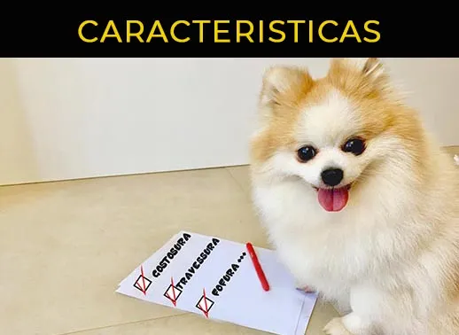 caracteristicas spitz alemão