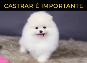 castração lulu da pomerania