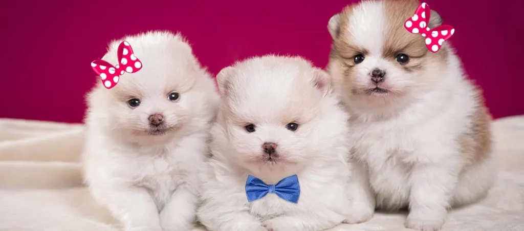 diferenca entre macho e femea de spitz alemão