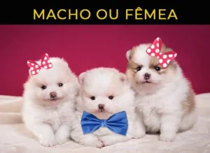 diferenca entre macho e femea de spitz alemão
