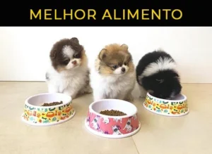 melhor ração para spitz alemão