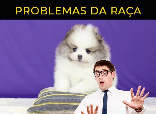 problemas geneticos spitz alemão