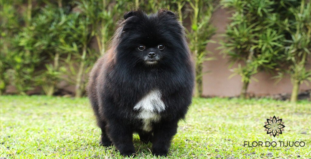 lulu da pomerania preto