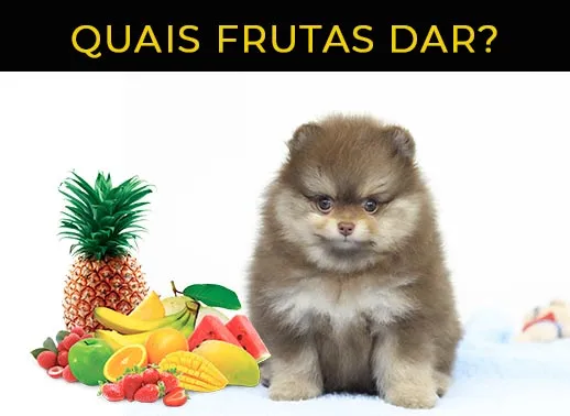 quais frutas dar pra cachorro