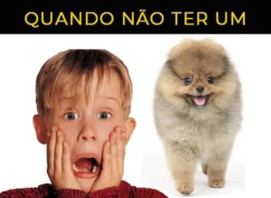 problemas de saude spitz alemão