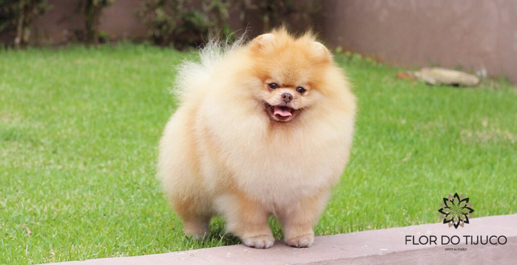 spitz alemão beaver