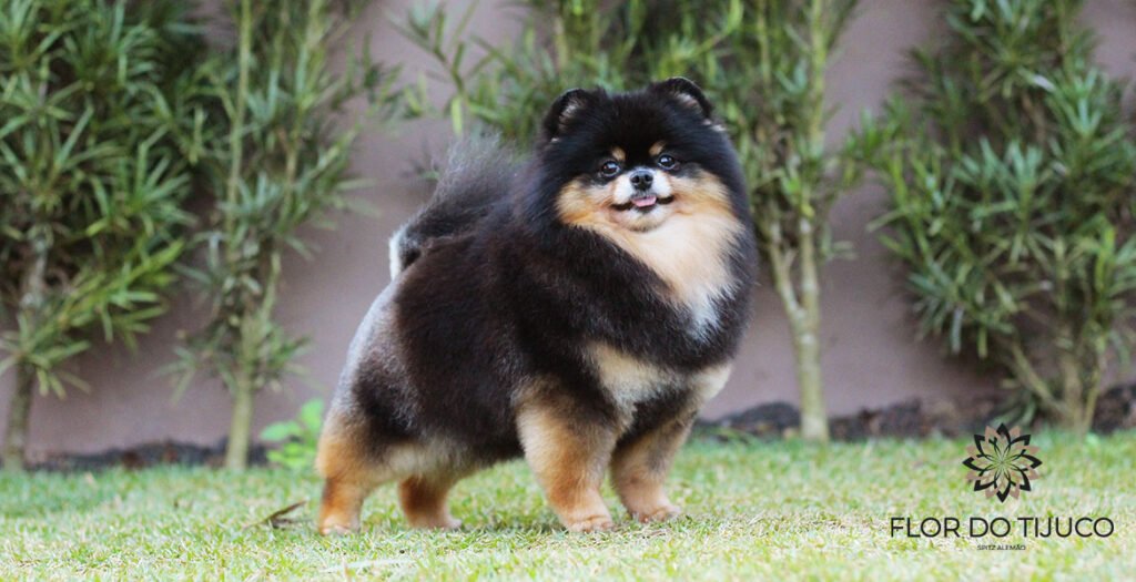 canil de lulu da pomerania black and tan