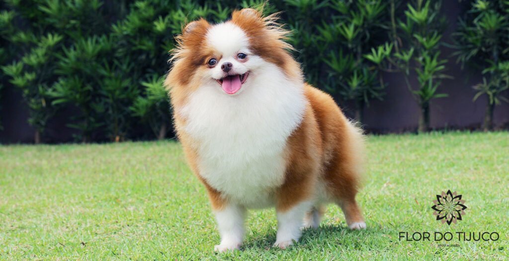 lulu da pomerania beaver