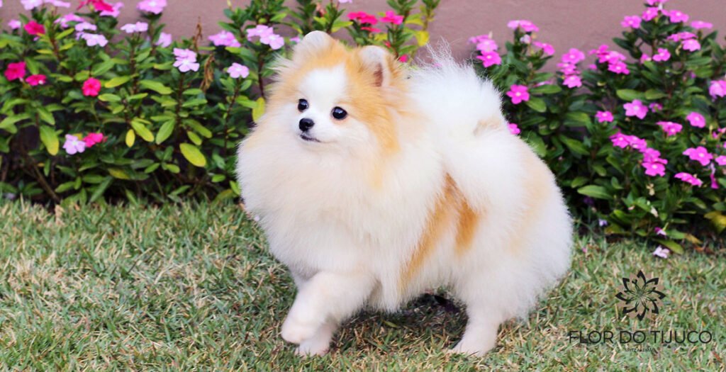 lulu da pomerania branco e laranja