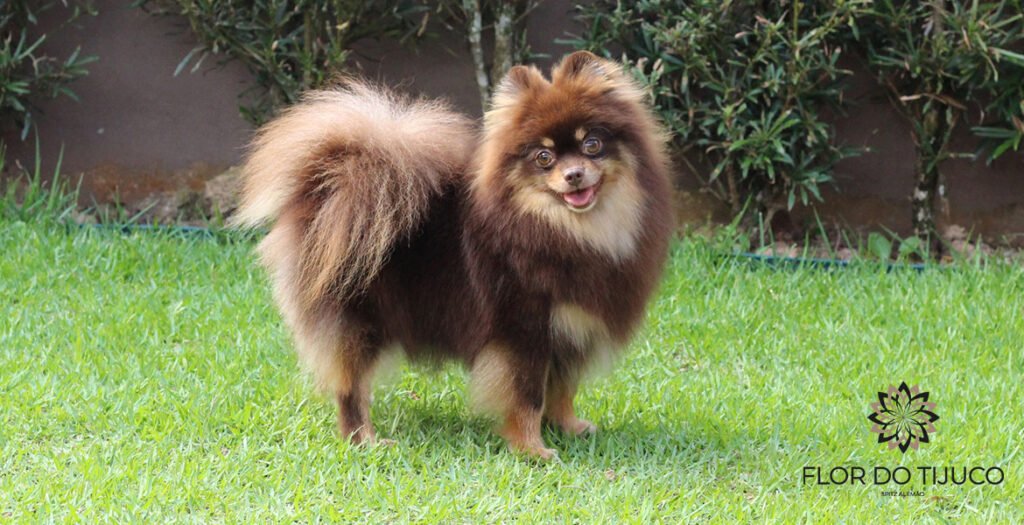 lulu da pomerania chocolate