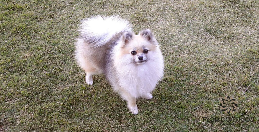 lulu da pomerania creme sable
