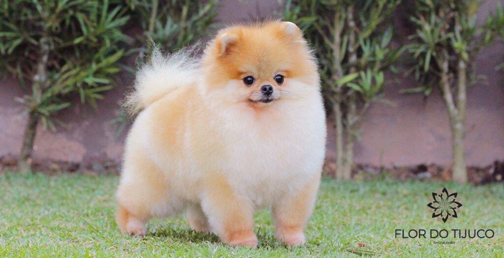 lulu da pomerania laranja