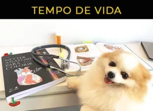quanto tempo vive um spitz alemão