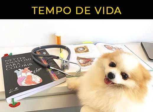 quanto tempo vive um spitz alemão