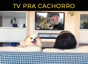 como cães veem