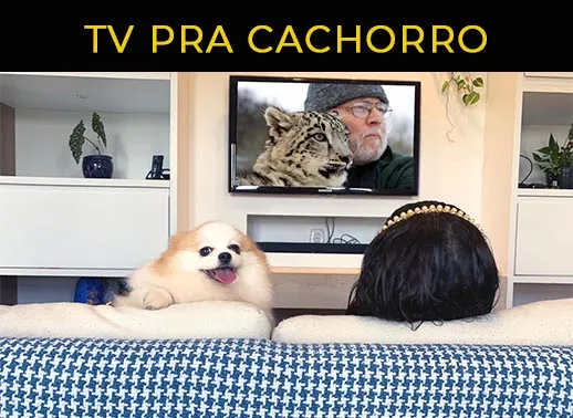como cães veem