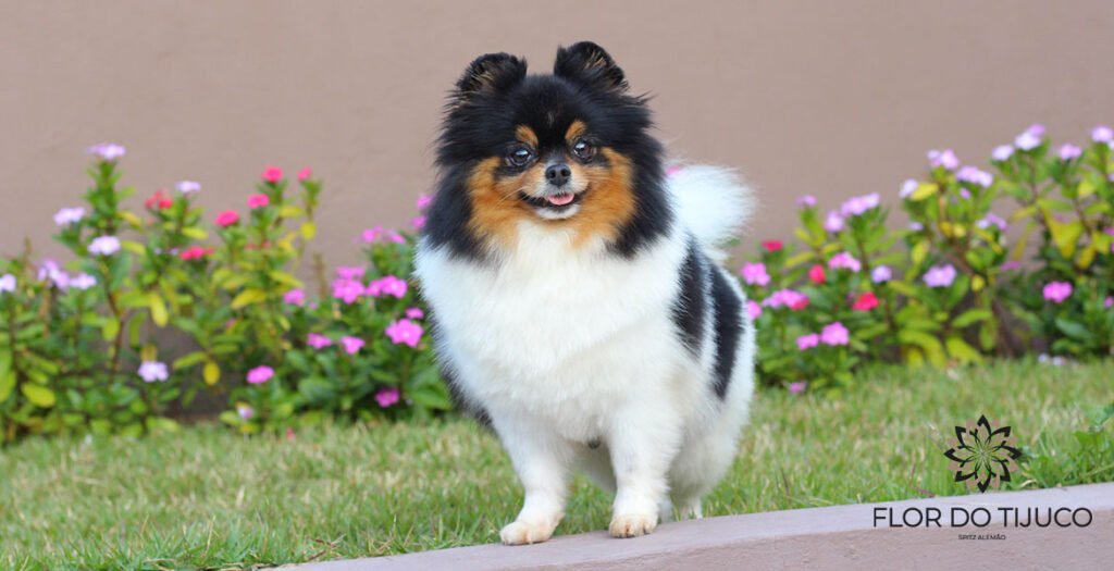 filhote de lulu da pomerania tricolor preto