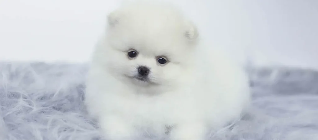 castração spitz alemão