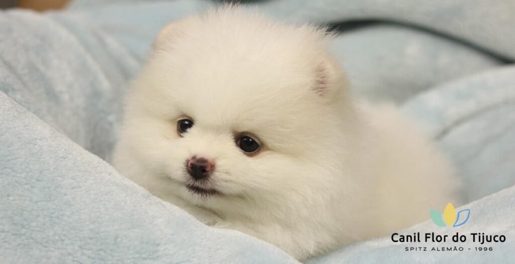 lulu da pomerania creme