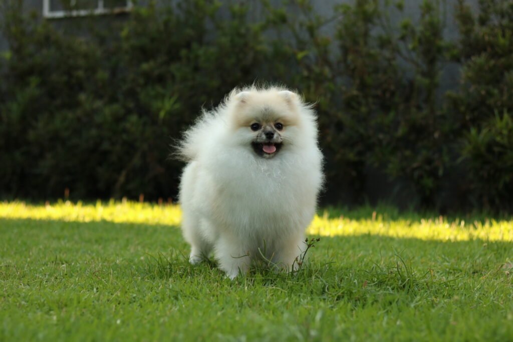 lulu da pomerania creme sable