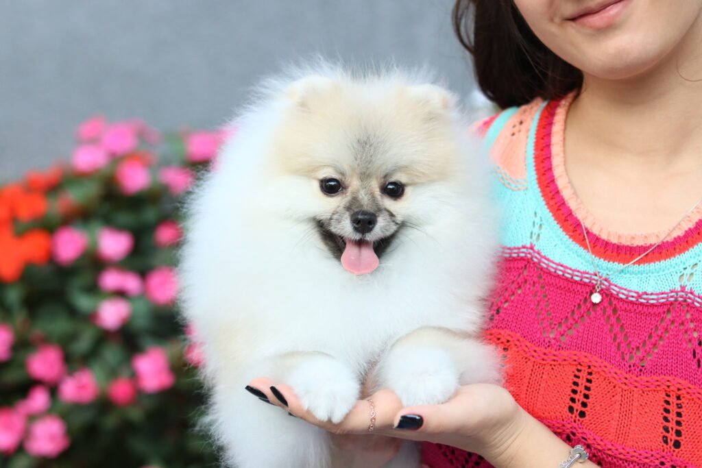 lulu da pomerania creme sable