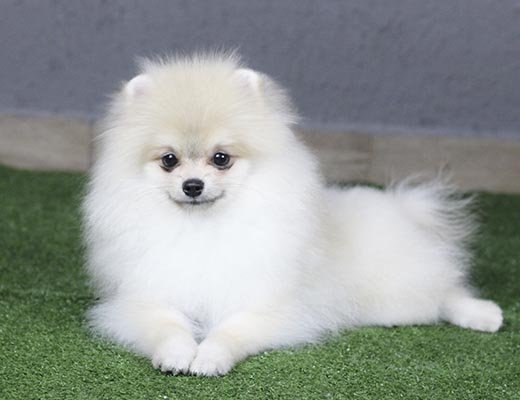 lulu da pomerania creme
