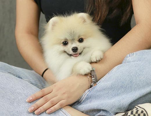 canil lulu da pomerania creme