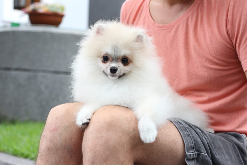 lulu da pomerania creme sable