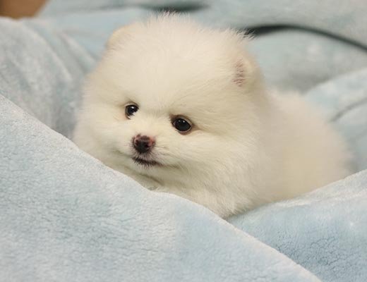 canil de lulu da pomerania creme