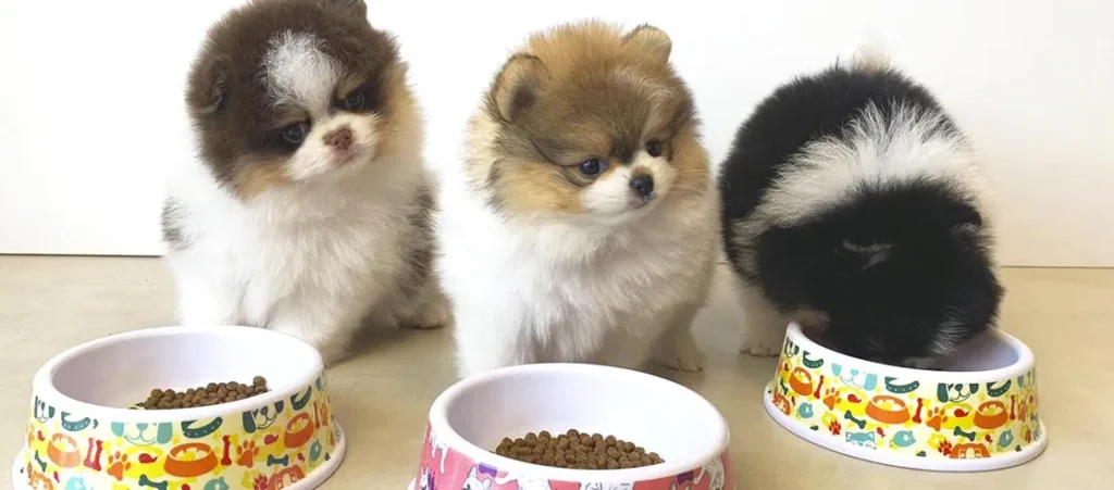 melhor ração para lulu da pomerania