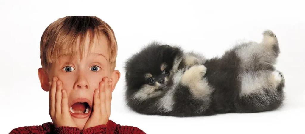 problemas de saude lulu da pomerania