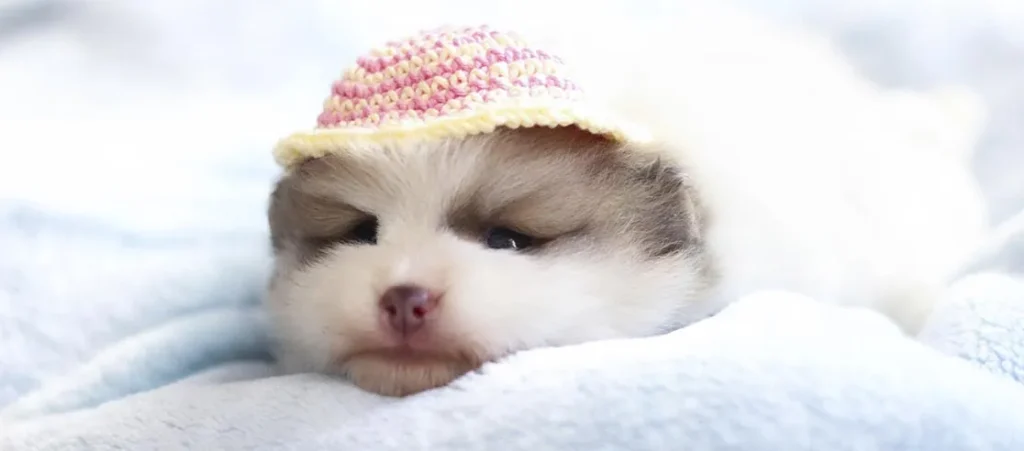 problemas geneticos lulu da pomerania