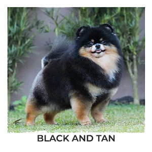 lulu da pomerania black and tan