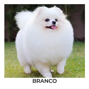 lulu da pomerania branco