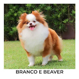 lulu da pomerania branco e beaver